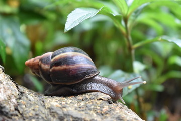 Picture of a snail sliding along a branch in the middle of the forest. 