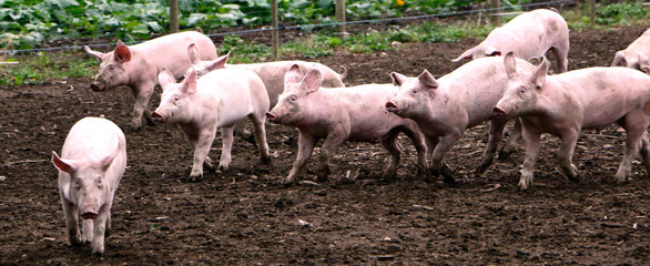 Group of piglets playing © Zawinul