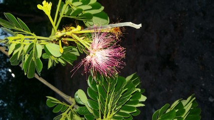 flower in garden