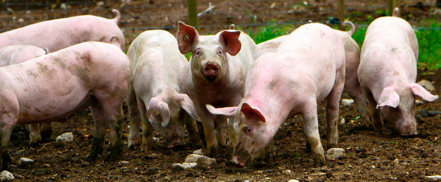 Group of piglets