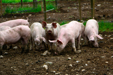 Group of piglets