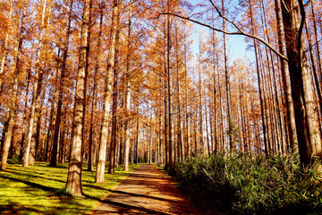 Obraz premium 水元公園メタセコイアの紅葉