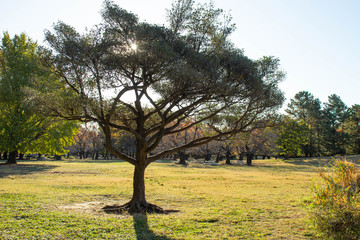 朝の光が丘公園