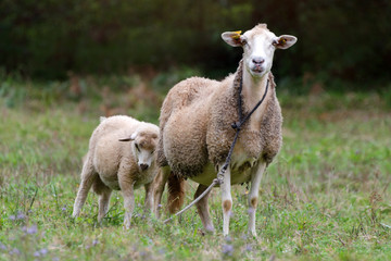 Fototapeta premium Sheep group and lamb on a meadow with green grass. Flock of sheep. Rural life concept. Sheep are grazing in the nature.