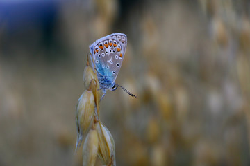 Common blue butterfly/ polyommatus icarus