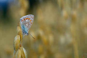 Common blue butterfly/ polyommatus icarus