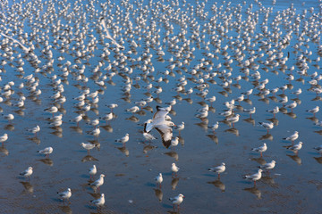 A lot of seagull on the sea at Bangpu, Thailand