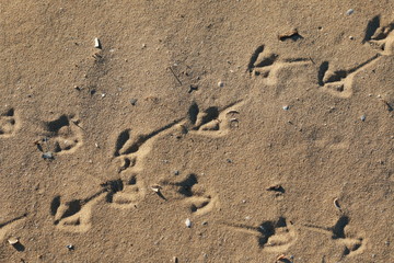Fototapeta na wymiar foot prints of birds in the sand on a sunny beach, natural summer textures and patterns, peaceful beach atmosphere