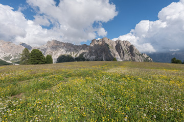 Fototapeta na wymiar Landscapes of mountain and grassland with flowers in Seceda, with clouds and blue sky, in Dolomites mountain range in summer