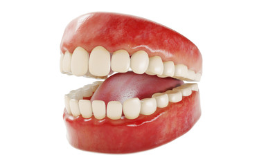 3d rendering of human teeth. Medically accurate tooth 3D illustration