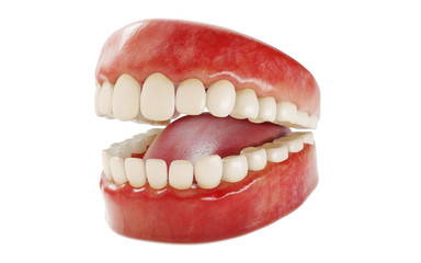 Fototapeta premium 3d rendering of human teeth. Medically accurate tooth 3D illustration