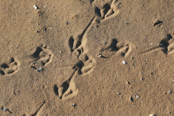 foot prints of birds in the sand on a sunny beach, natural summer textures and patterns, peaceful beach atmosphere