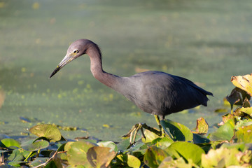 A Little Blue Heron (Egretta caerulea) stalks its prey in a Florida pond.