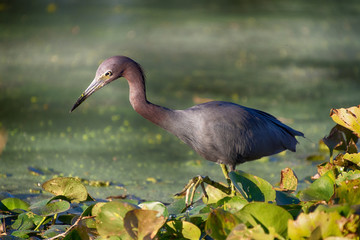 A Little Blue Heron (Egretta caerulea) stalks its prey in a Florida pond. Single image tone mapping used to create a dramatic lighting effect.