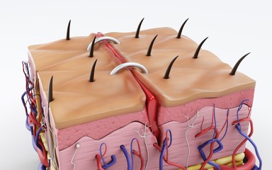 Human skin, skin structure, body fat. 3d rendering