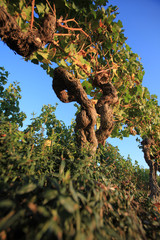 Vignes et vendanges tardives