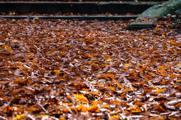 Verfärbtes Laub auf Boden in einem Park