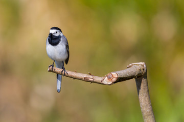 white wagtail bird (motacilla alba) sitting on tree branch