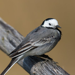 side view white wagtail bird (motacilla alba) standing on branch