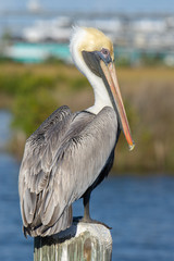 A beautiful adult Brown Pelican (Pelecanus occidentalis) perched on a dock piling. Wide shot with green and blue background.