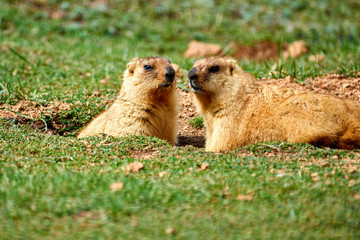 Steppe marmot (Marmota bobak) in summer.