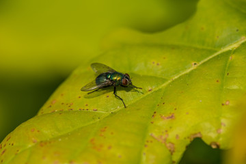 green gold housefly on a leaf