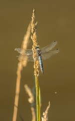 blue grey dragonfly with teared wings sitting on dry grass