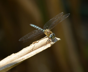 big dragonfly sitting on dry reed