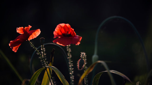 A bright red poppy, attracts bees.Attractive, bright, red color.Poppy Idyll.Impression of a red fragrance. Poppy, gentle movements in the breeze. Delicate, red in the garden area. 