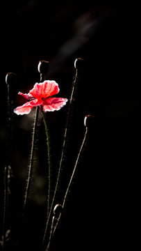 A bright red poppy, attracts bees.Attractive, bright, red color.Poppy Idyll.Impression of a red fragrance. Poppy, gentle movements in the breeze. Delicate, red in the garden area. 