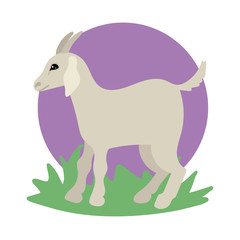 Goat walks through the grass. Farm animal, horned fast.Animal print. Vector illustration.
