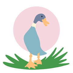 Duck goes forward, drake walks through the grass. Animal print. Vector illustration