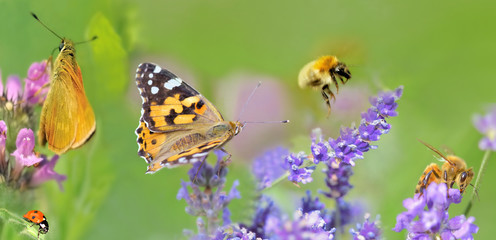 honeybee,butterfly and lady bud  on lavender flowers in panoramic view - obrazy, fototapety, plakaty