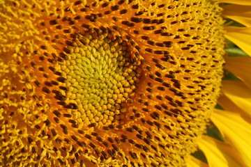beautiful pollen sunflower flora