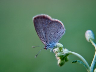 butterfly on a leaf
