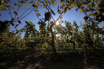 Vignes et vendanges tardives