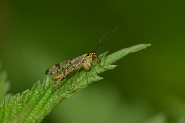 scorpion fly mecoptera on end of a leaf