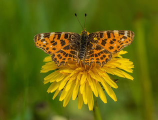 Obraz premium butterfly sitting open on dandelion flower