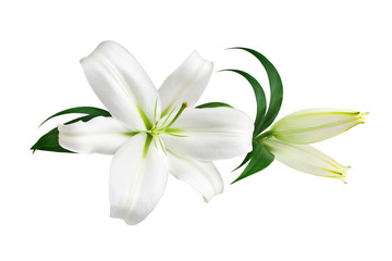 Fototapeta na wymiar White lily flower and buds with green leaves on white background isolated close up, lilies bunch, lillies floral pattern, decorative border, greeting card decoration, wedding invitation design element