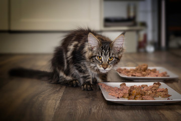 Fototapeta na wymiar Small tabby Maine Coon cat sits and eats from a plate of cat food.