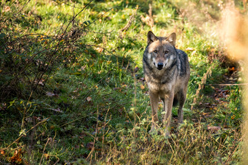 Wild wolf roams through the forest