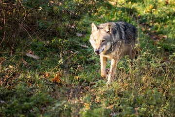 Wild wolf roams through the forest
