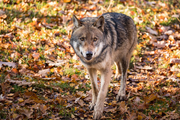 Wild wolf roams through the forest