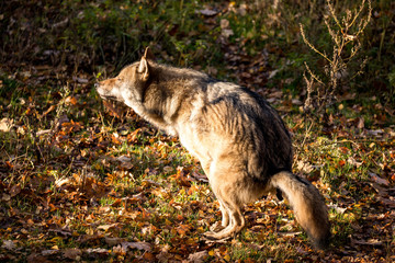 Wild Wolf krümt to the defecation