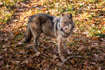 Wild wolf roams through the forest