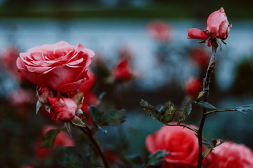Obraz premium red rose in the garden