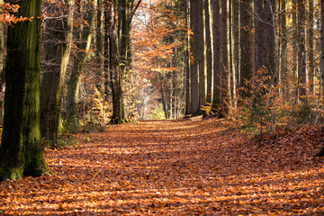 Fototapeta premium Mixed forest in the autumn light