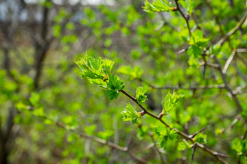 Hawthorn bush with berries in the garden. Shallow depth of field.