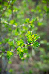 Hawthorn bush with berries in the garden. Shallow depth of field.