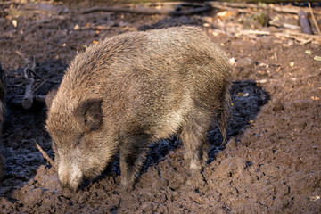 Boar digs in the forest floor